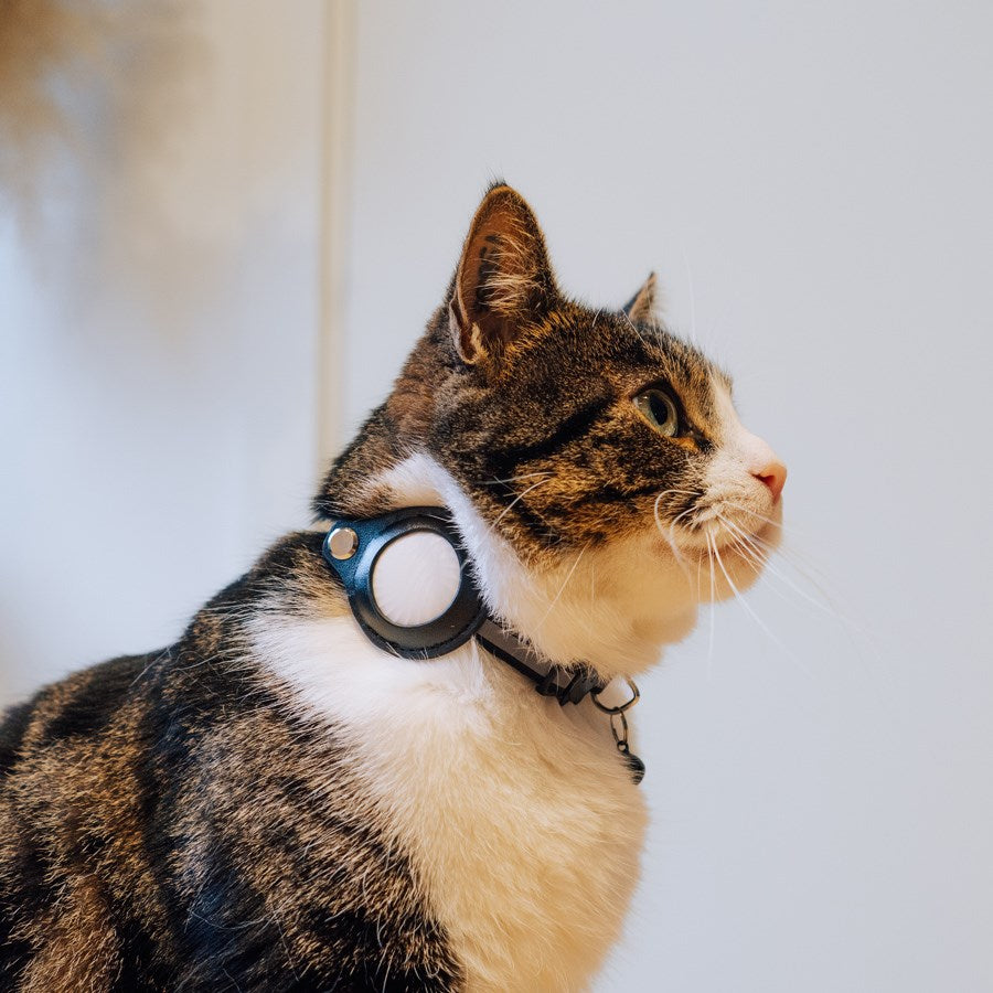 https://cdn.shopify.com/s/files/1/0950/5387/3523/files/lpcover0028_lippa-collar-for-cats-and-dogs-22-32-cm-purple-7.jpg?v=1759552745