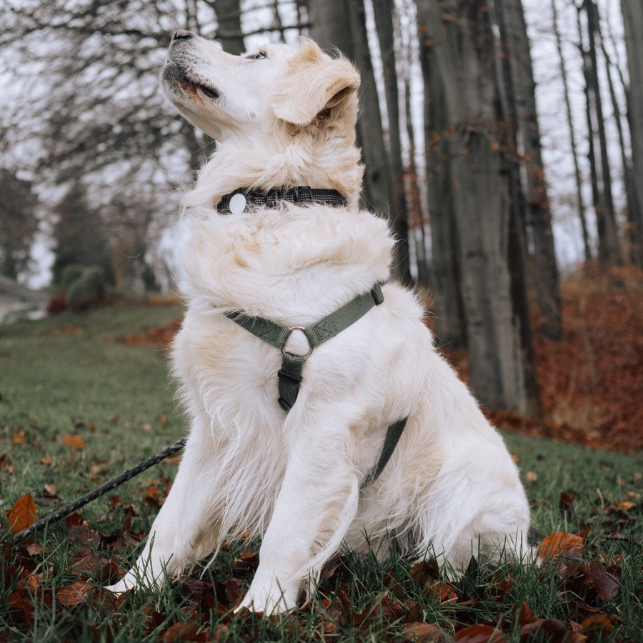 https://cdn.shopify.com/s/files/1/0950/5387/3523/files/lpcover0031_lippa-collar-for-dogs-size-l-40-51-cm-black-7.jpg?v=1759552694