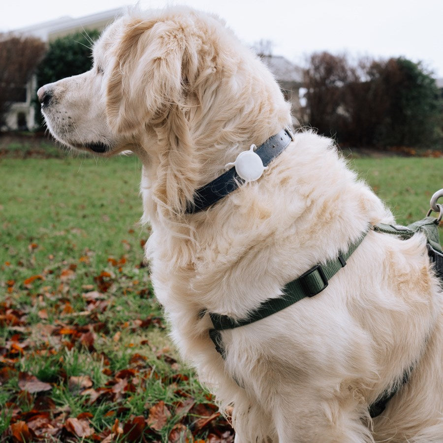 https://cdn.shopify.com/s/files/1/0950/5387/3523/files/lpcover0044_lippa-collar-holder-for-airtag-and-smart-finder-white-3.jpg?v=1759552626